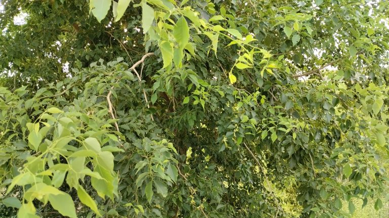 The Dalbergia Sissoo leaves.