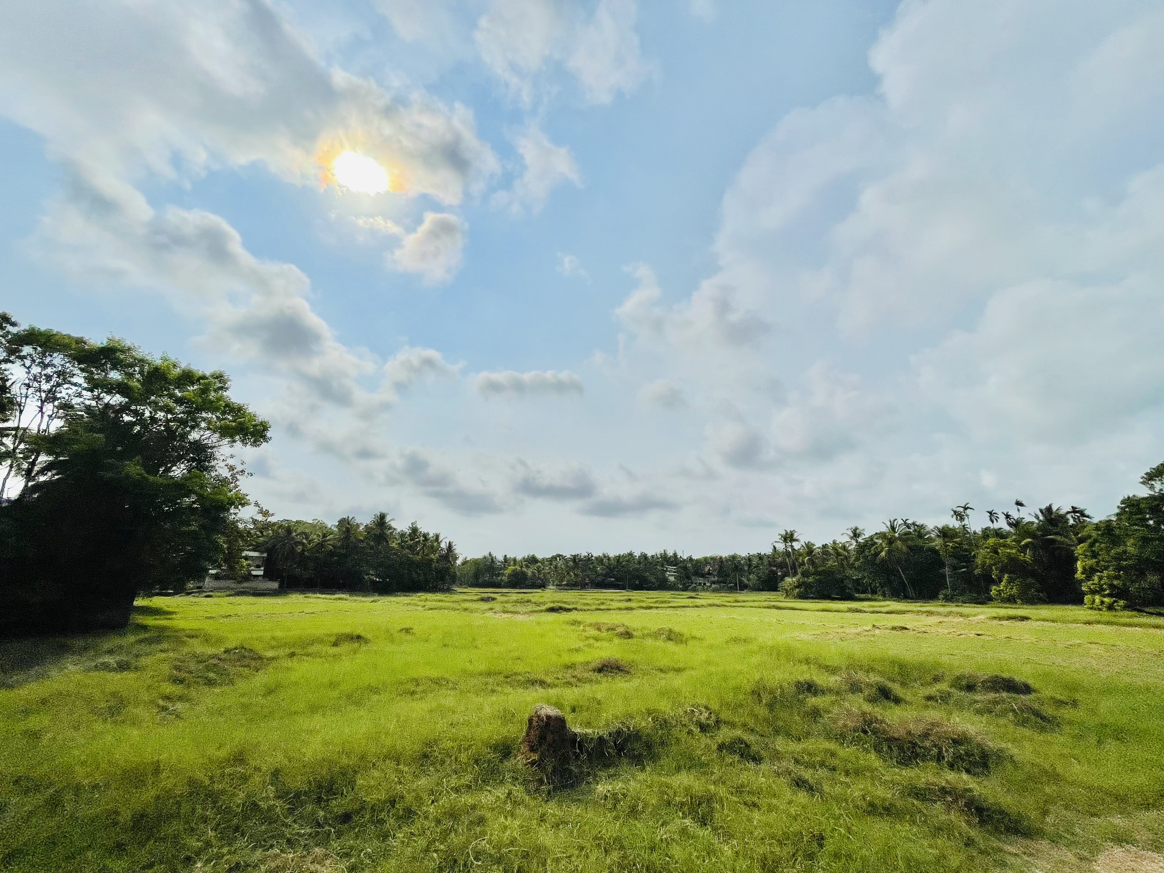 Paddy fields in the afternoon. From Kozhikode, Kerala, India.