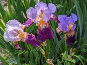 3 purple irises