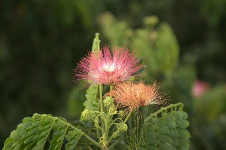 Blooming Flower