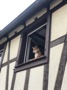Dog watching over from Window
