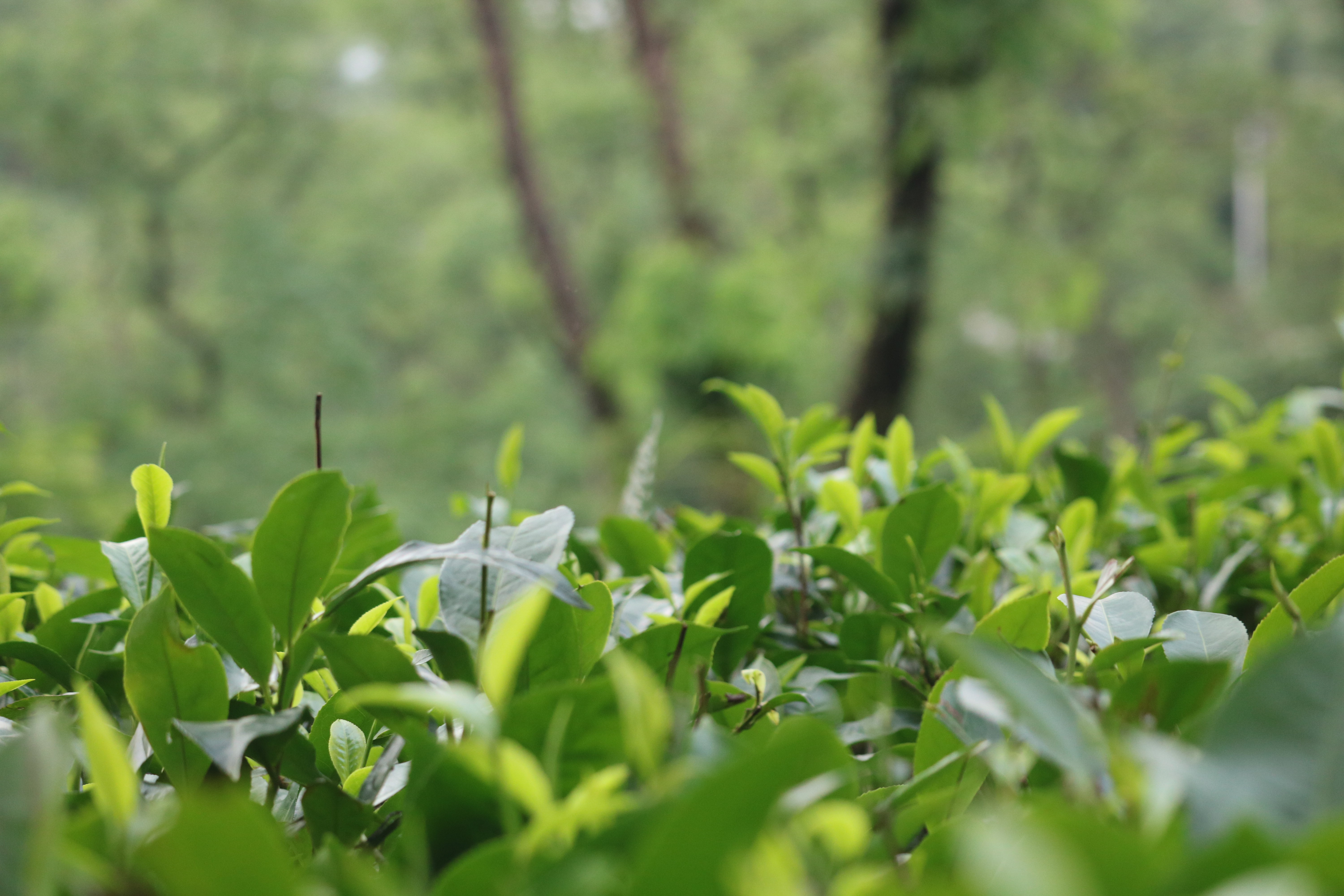 Tea Leaf