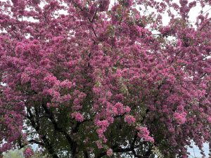 Spring apple blossoms completely covering the branches of a tree.