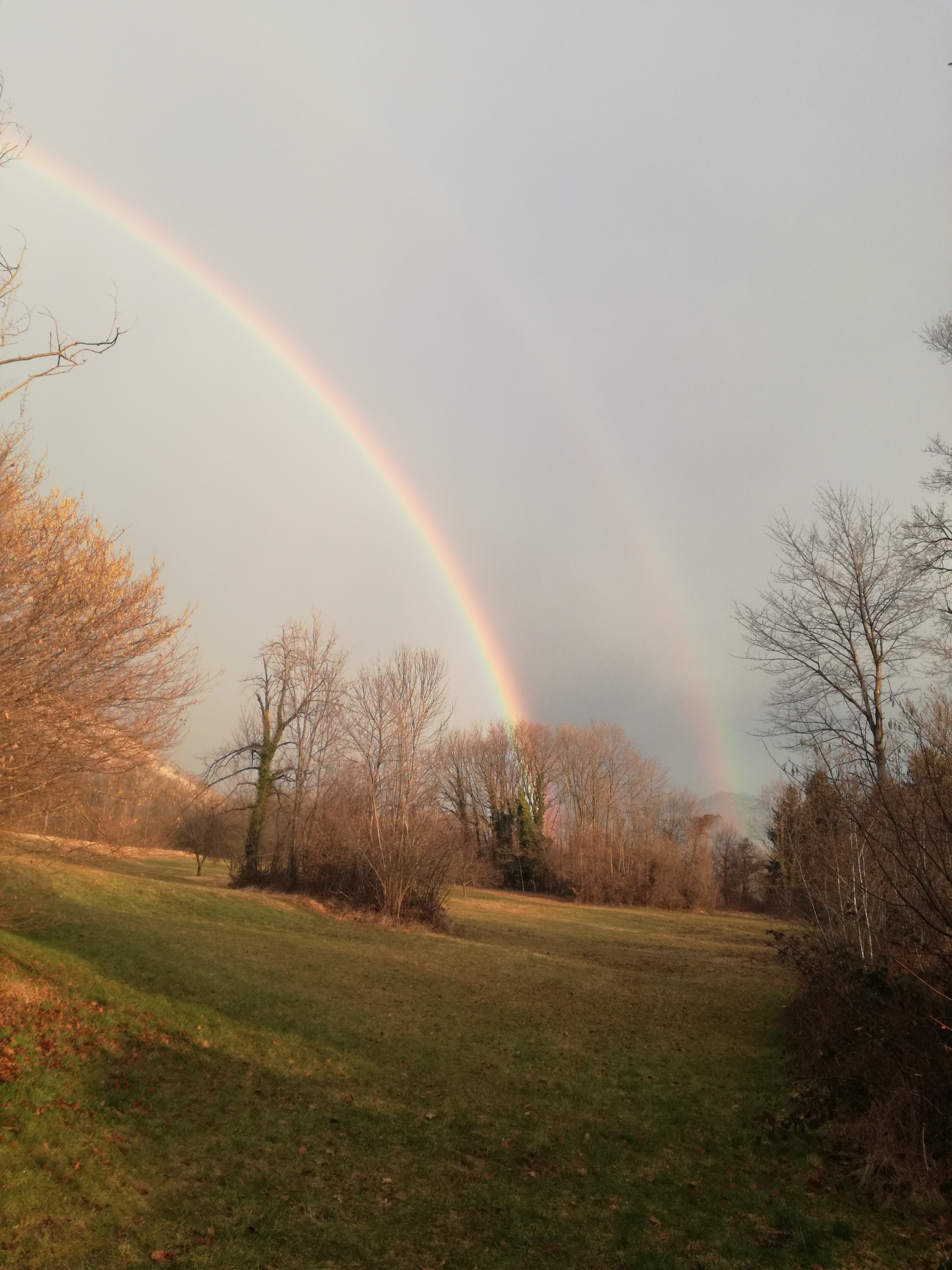 rainbow, forest, meadow