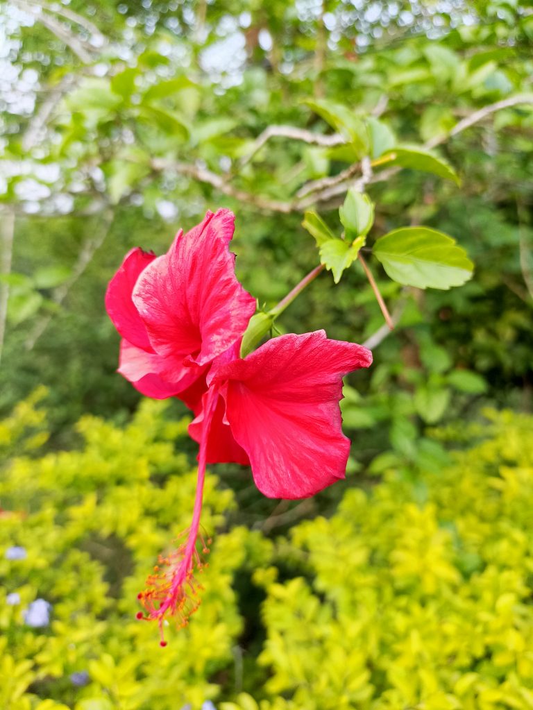 Hibiscus flower