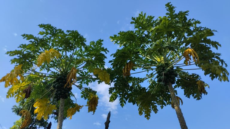 The papaya tree.