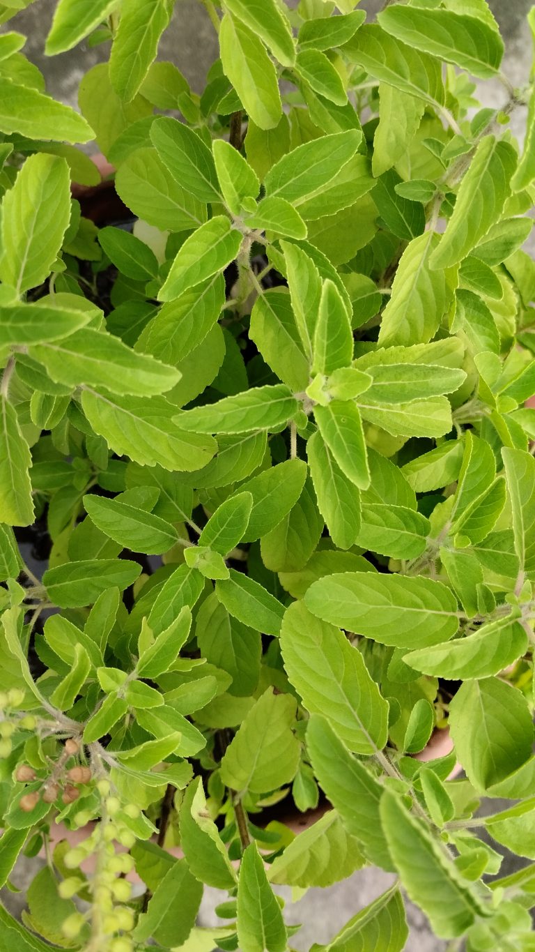 The basil leaves.