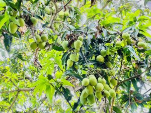 Tender Mangoes on the tree from our neighborhood. Perumanna, Kozhikode, Kerala, India.
