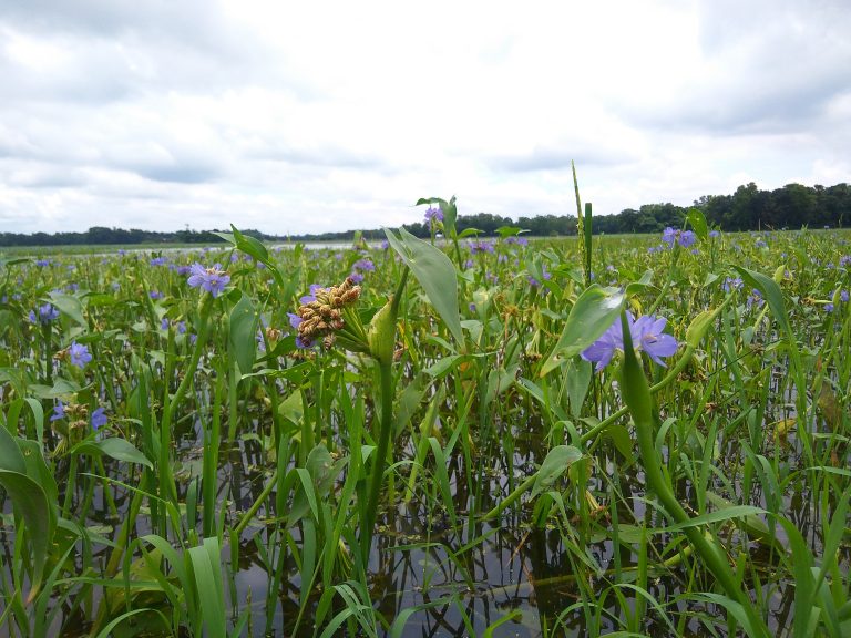 A delicate aquatic flower thrives in peaceful waters.