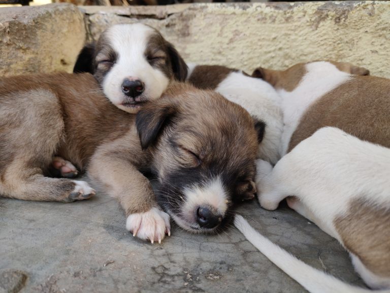 Cute puppies sleeping in puppy pile.