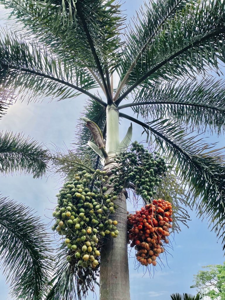 King Palm/feather palm tree with fruits. From Government Cyberpark, Kozhikode. Looking up from the ground.