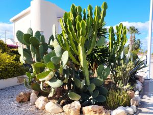 A cactus path with rocks around it nd palm trees in the background, placed by the medditeranean-style house.