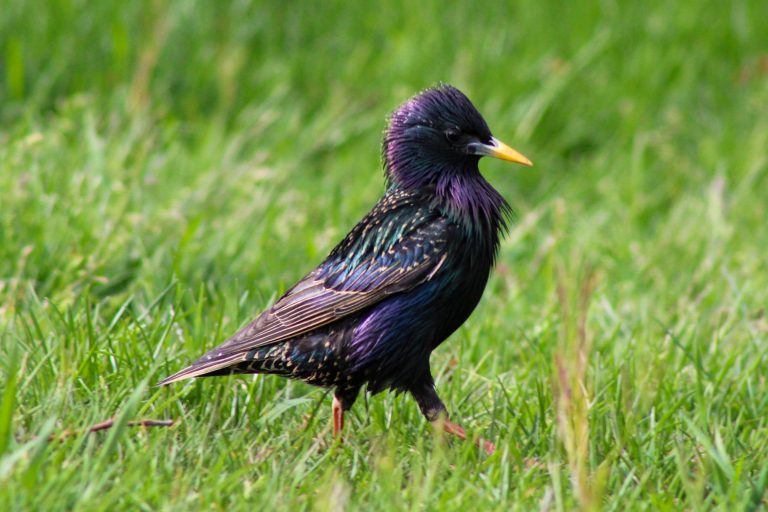 European Starling, taken in Buffalo, New York.