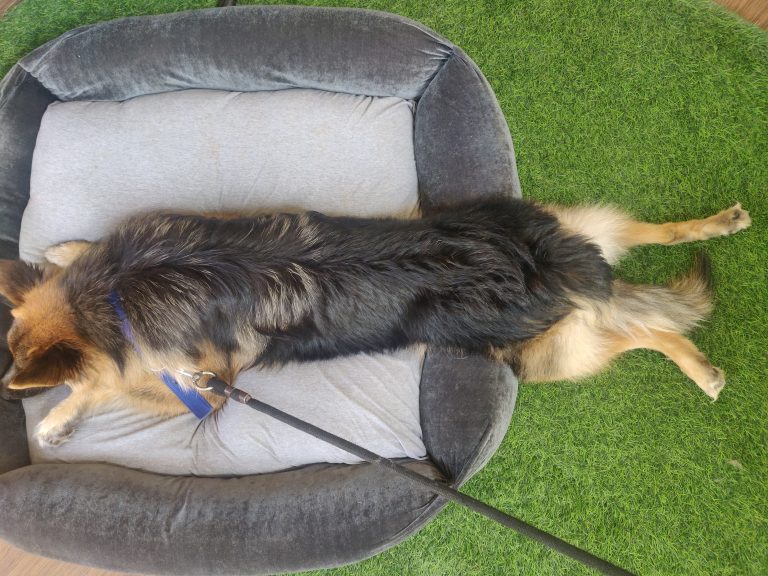 German Shepherd Dog lying accross his bed