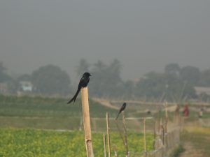Birds sitting on fence posts along the edge of a mustard field. Deeply stormy sky in the background.
