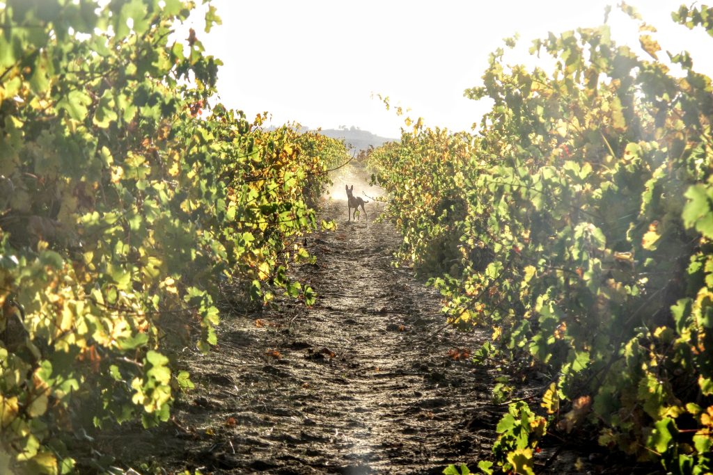 Backlit dog in the middle of a vineyard at sunset in Spain