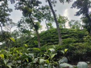 Unveiling the serene allure of Sylhet Tea Garden, where rolling hills and verdant tea plantations create a picturesque paradise.
