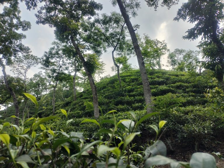 Unveiling the serene allure of Sylhet Tea Garden, where rolling hills and verdant tea plantations create a picturesque paradise.