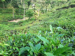 At the Sylhet Tea Garden, looking down a hill covered in tea plants.
