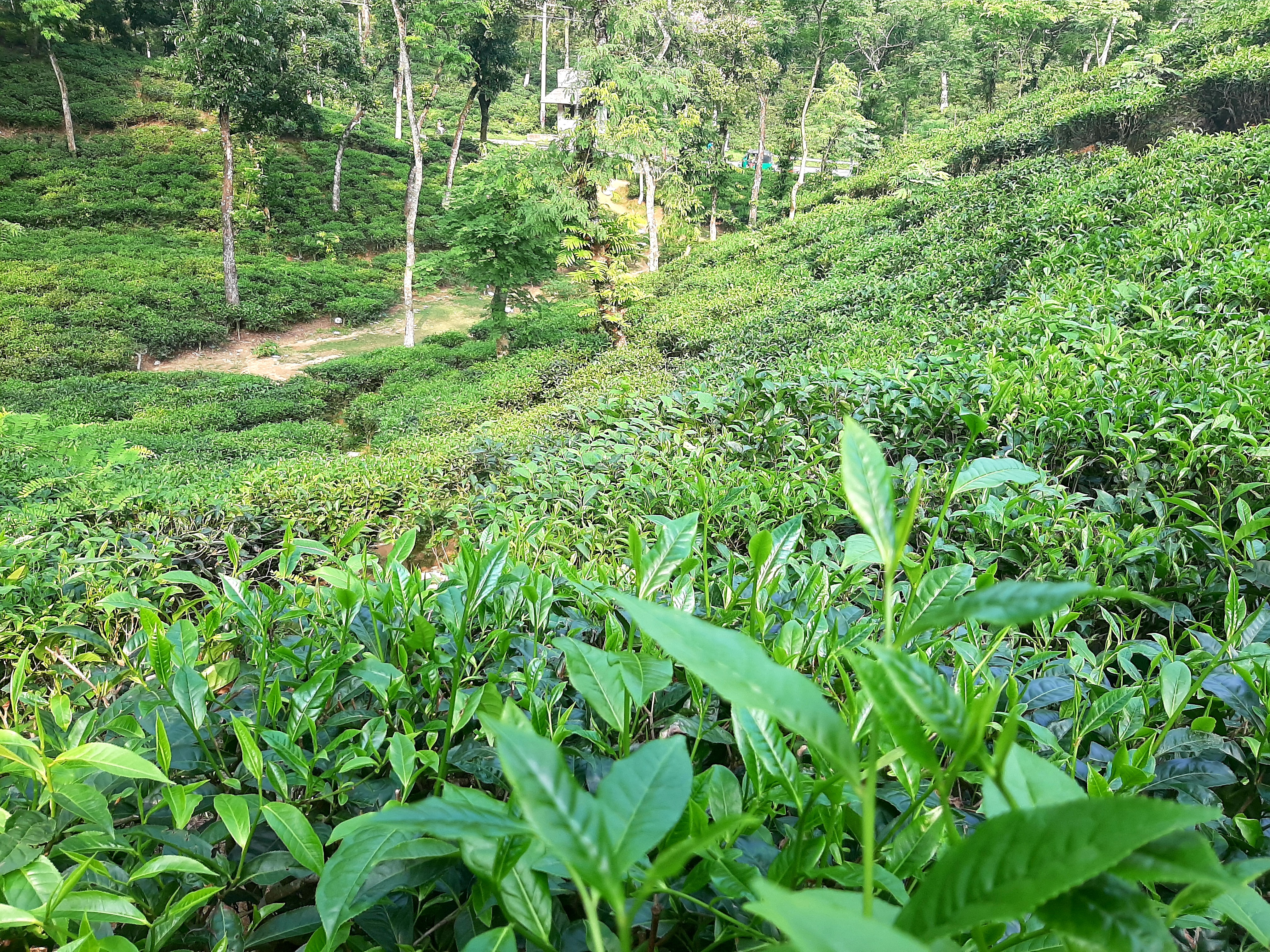 At the Sylhet Tea Garden, looking down a hill covered in tea plants.