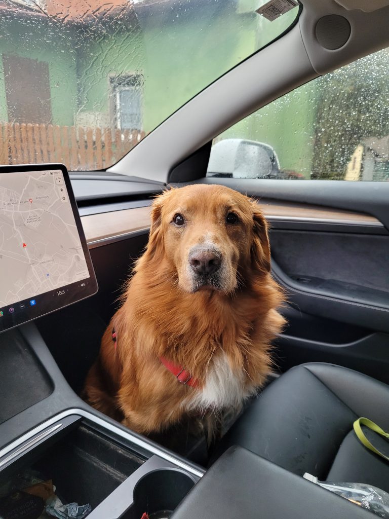 Dog in tesla car ev vehicle breed nova Scotia duck tolling retriever