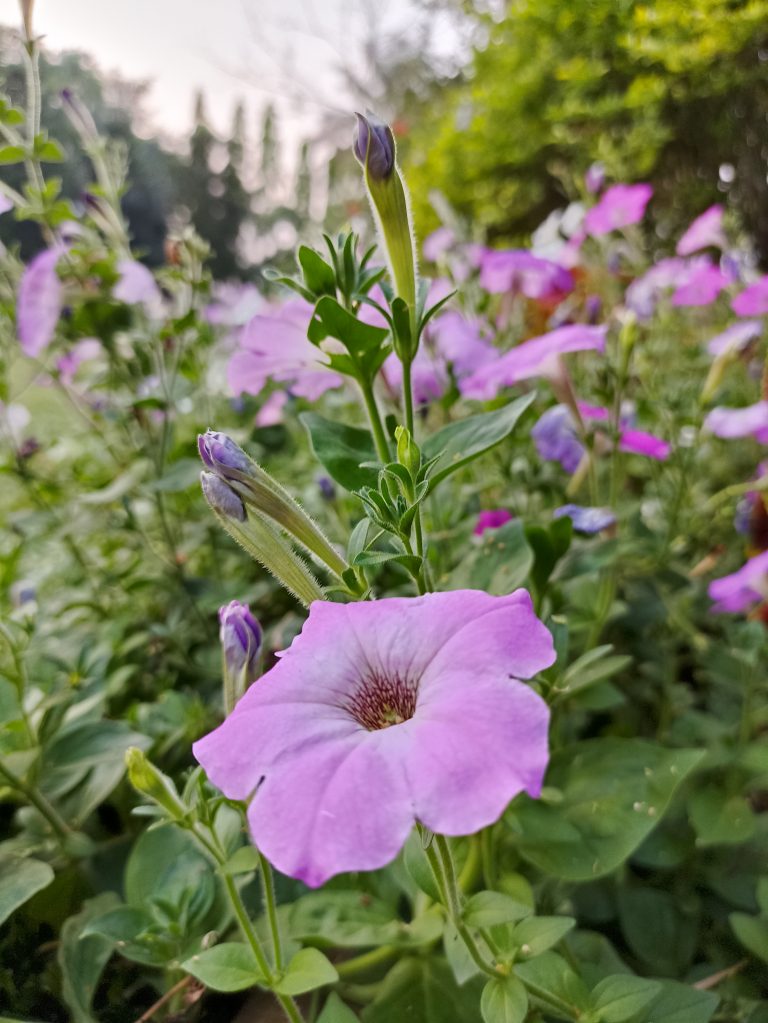 Vibrant purple petunias surfinia flowers.