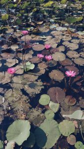 A lotus pond with lotus flowers and leaves.
