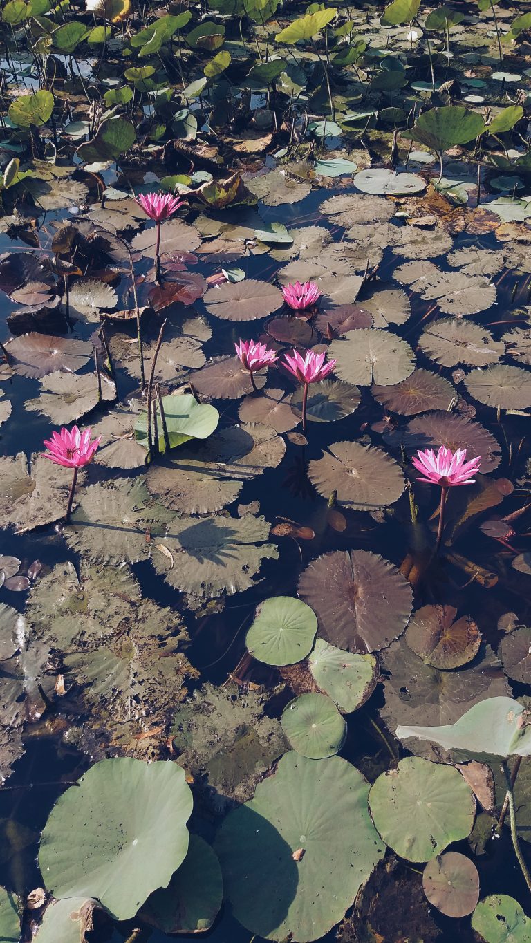 A lotus pond with lotus flowers and leaves.