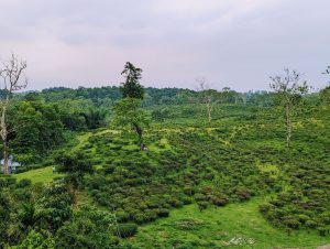 This image is a snap of the borderline of Lakkatura Teagarden, Sylhet. It’s one of the largest Teagarden of Sylhet.
