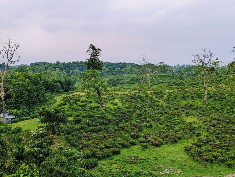 This image is a snap of the borderline of Lakkatura Teagarden, Sylhet. It’s one of the largest Teagarden of Sylhet.