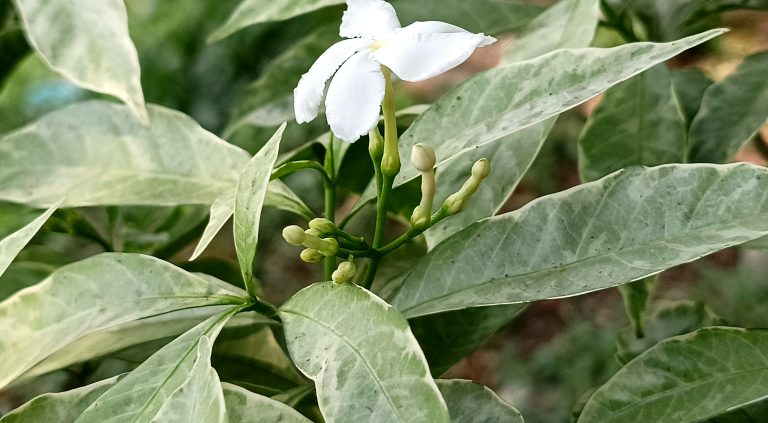 Kath Maloti Flower.? Single white flower against a layer of leaves.