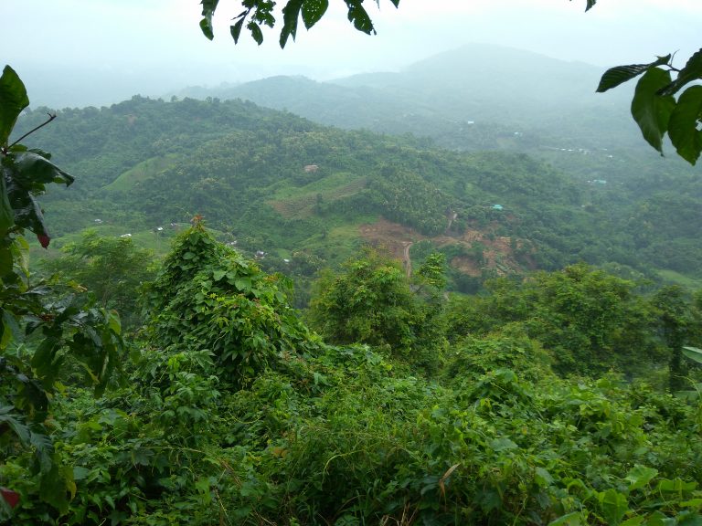 In the stunning view of mountains covered with green trees and plants.