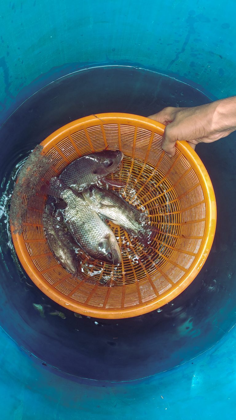 Fish in a basket after being caught.