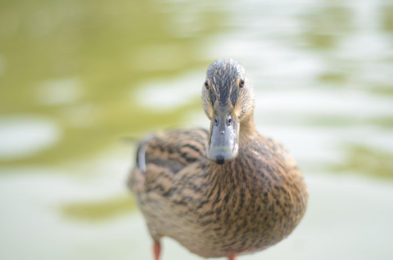 Duck. Wildlife.