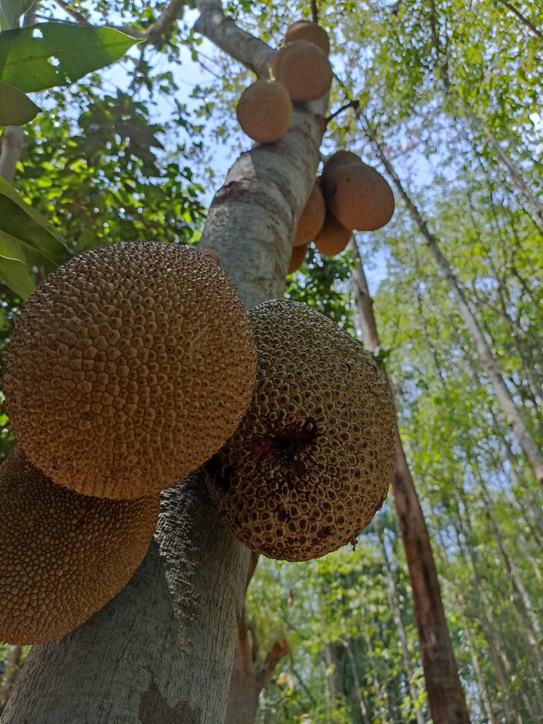 Jackfruit (National fruit of Bangladesh)