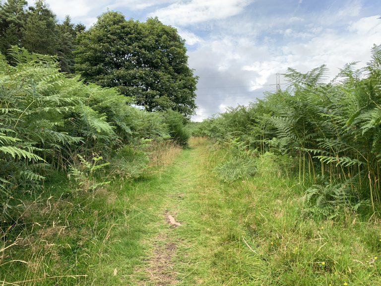 A grassy footpath through some green ferns with trees and sky in the background in the Sidlaw Hills, Angus, Scotland.