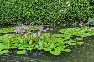 Beautiful pond with colorful flowers and big green floating leaves.
