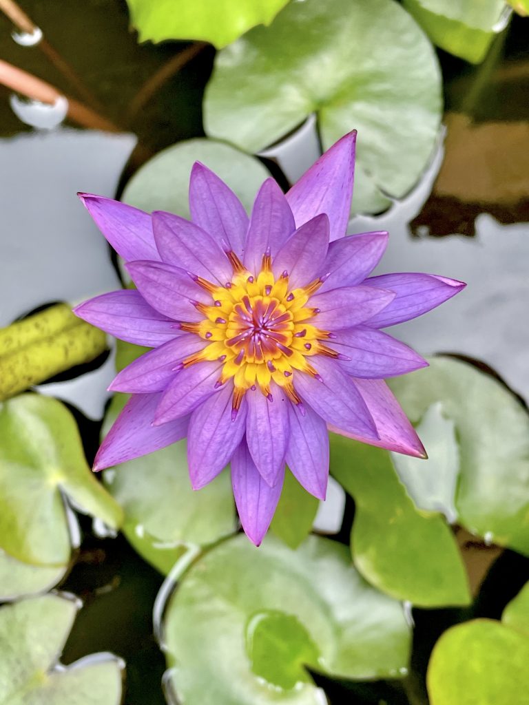 Water lily flower. From our garden. Perumanna, Kozhikode, Kerala.