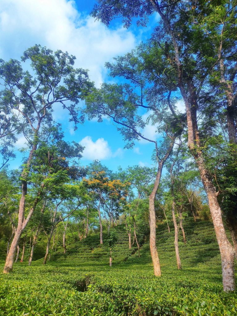 A serene tea garden nestled amidst lush green trees, under a cloudy sky.