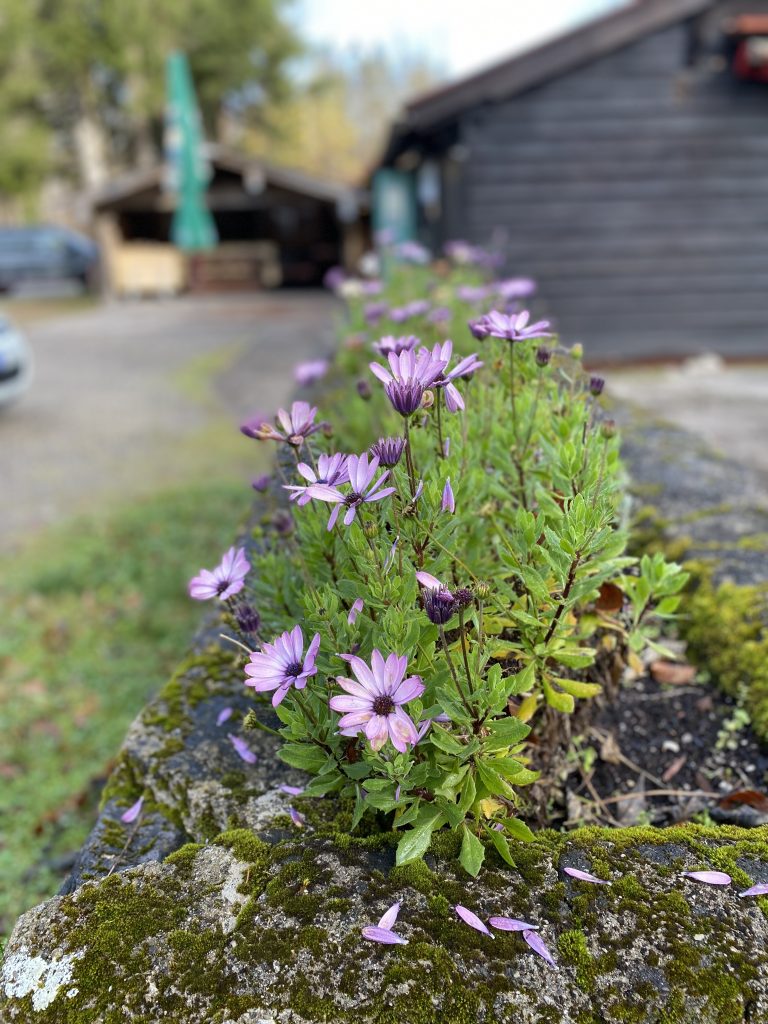 Flowers on a wall in the spring