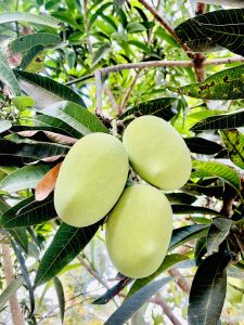 Tender Mangoes. From my uncle’s home. Kozhikode, Kerala.? Three large mangoes on a tree branch.