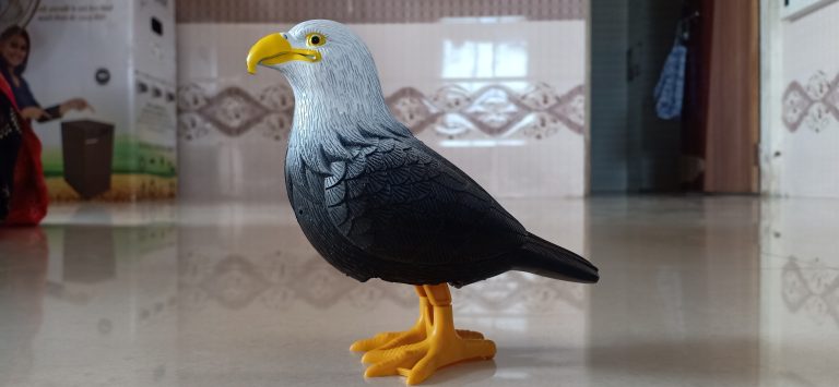 Pigeon