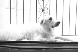 White dog laying on a balcon. Black and white photogrpah
