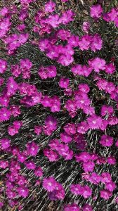 A bed of pink dianthus.
