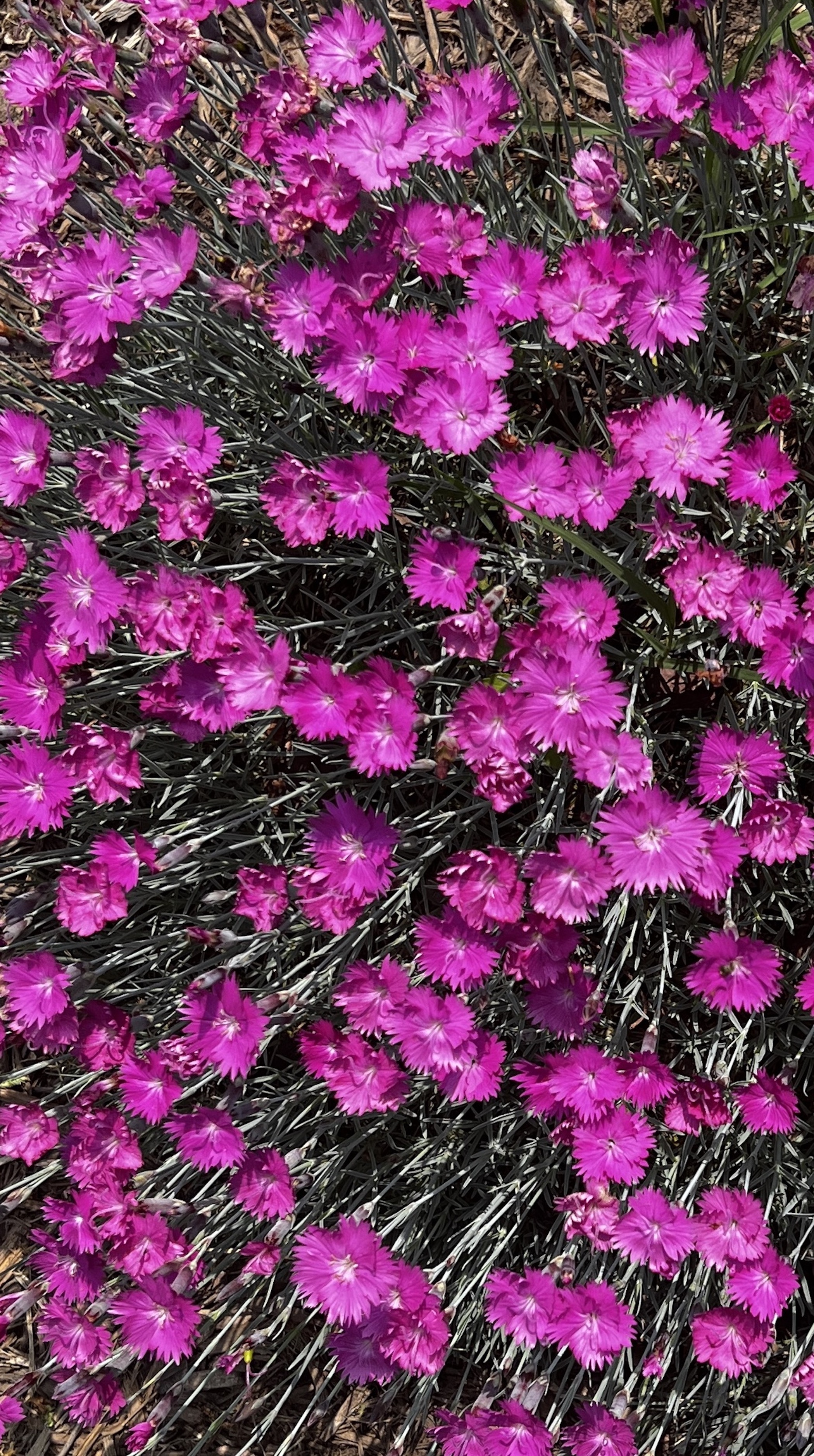 A bed of pink dianthus.