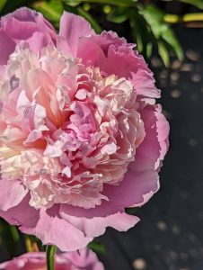 Pink and white flower