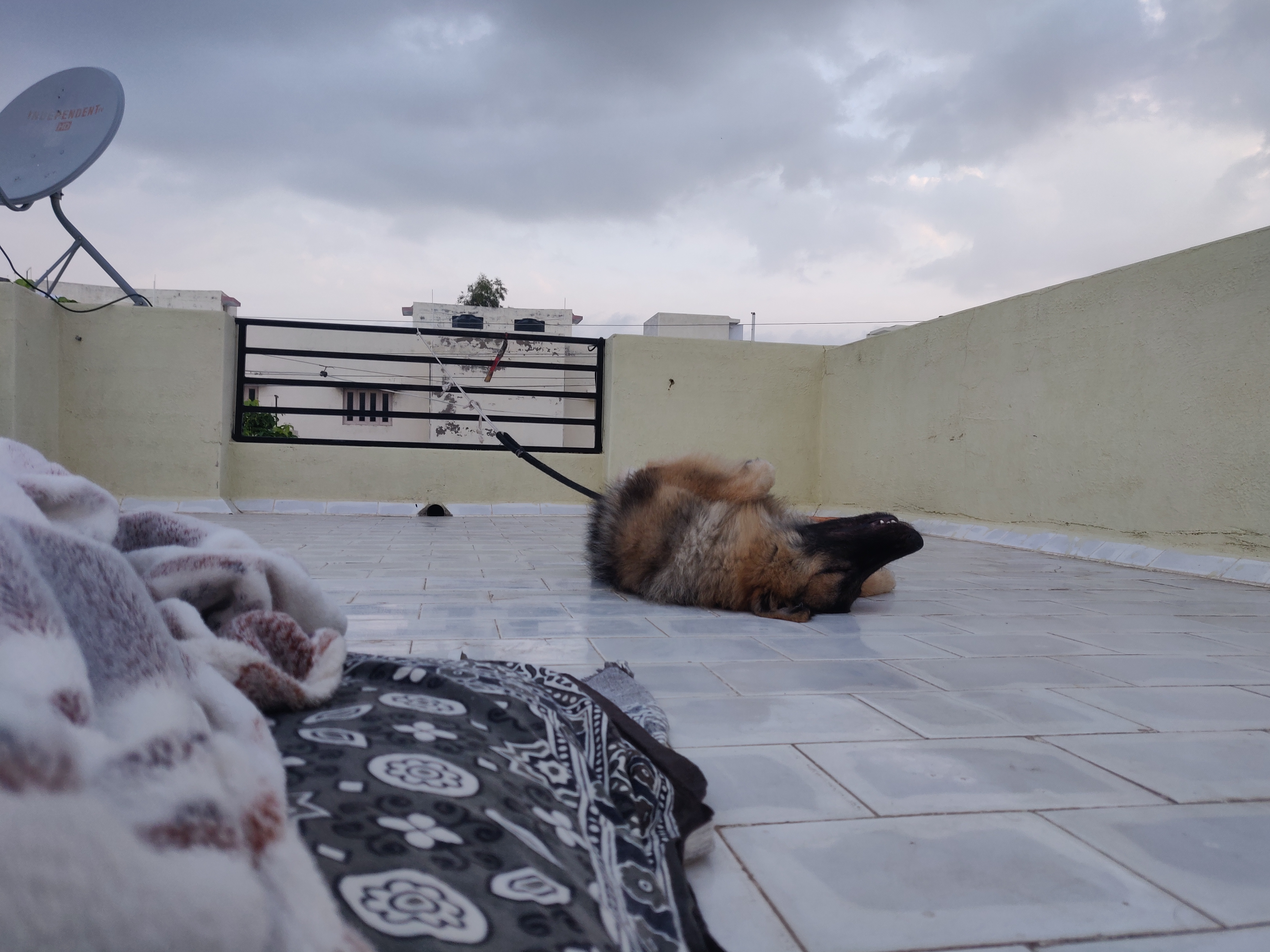 German Shepherd sleeping ona flat tiled roof under clouded sky