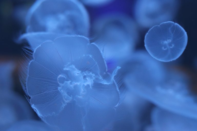 White and nearly translucent jellyfish at the Vancouver Aquarium