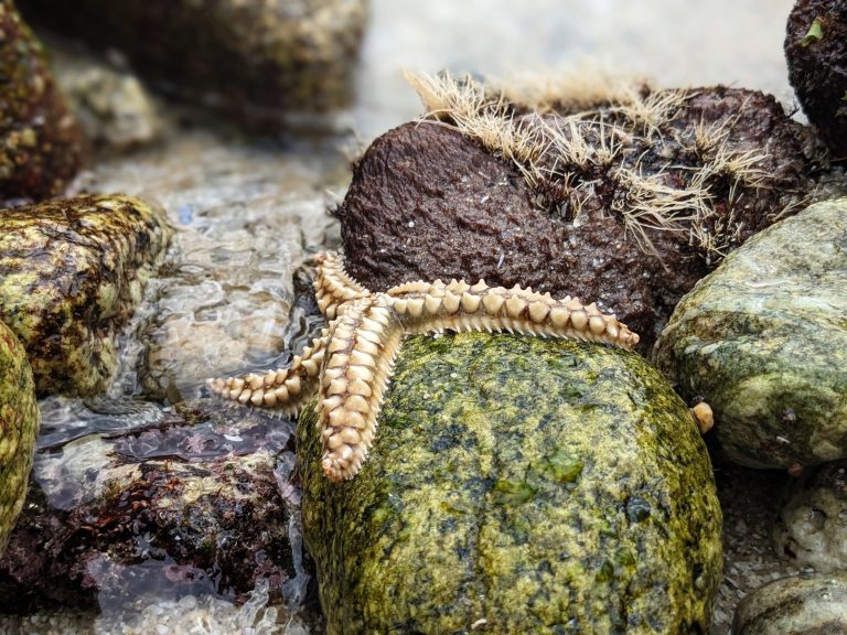 Starfish in the Grove, Galicia