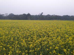 Mustard Flower field in Bangladesh, camera just over the flowers, so they stretch to the horizon.

